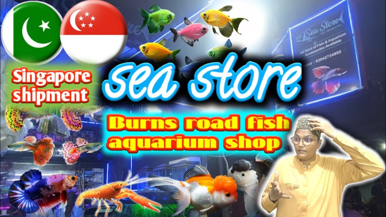 fish aquarium Burns road || Singapore se new shipment hagai sea store Burns road Karachi main 🇵🇰🇸🇬🐟🐠