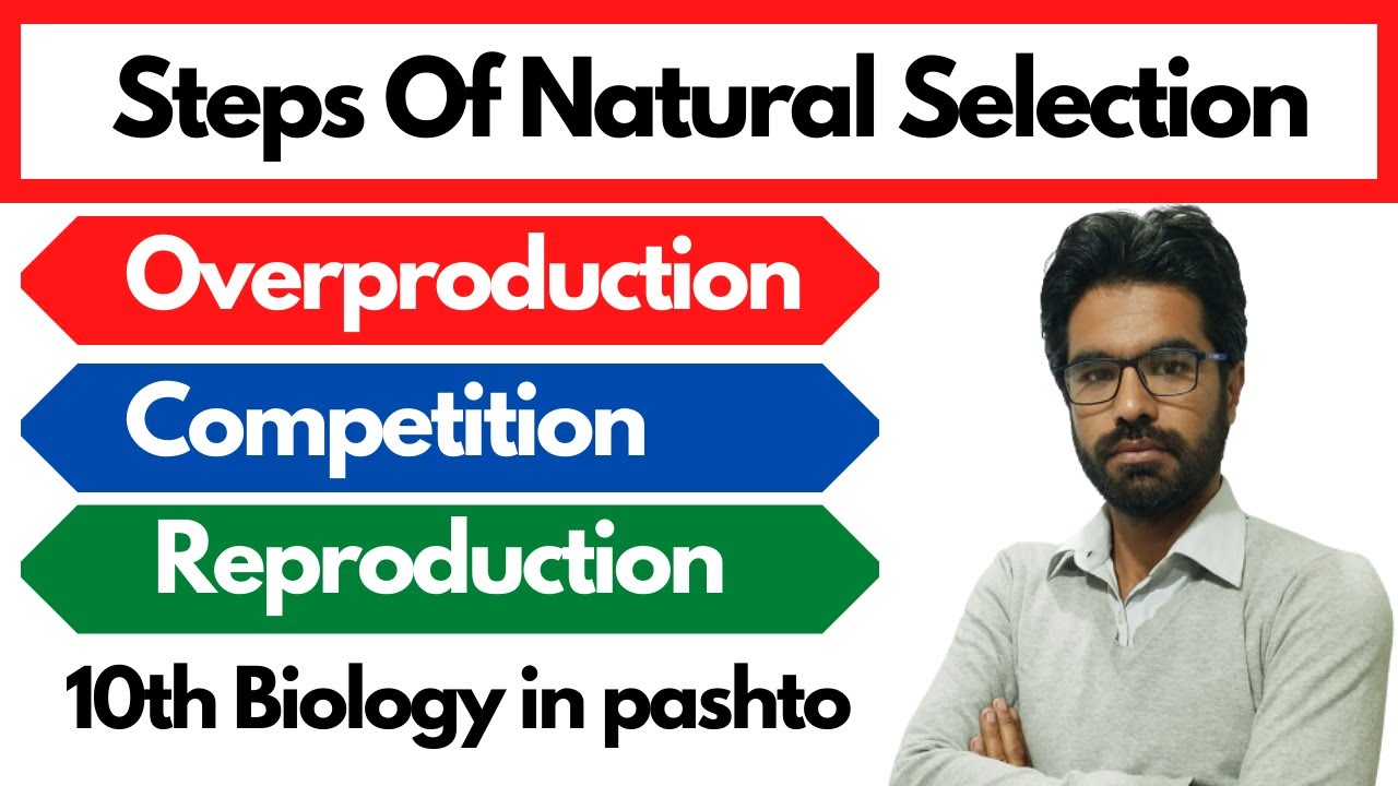 Steps of natural selection | 10th biology in pashto | Home of biology