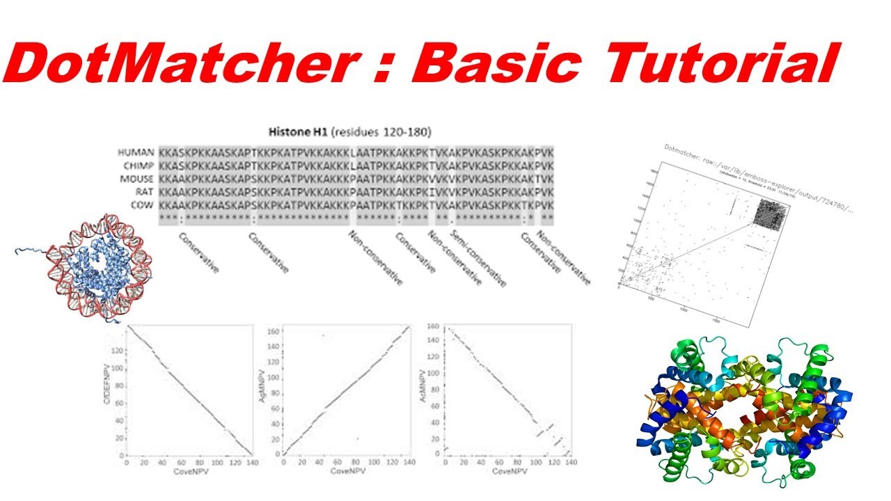 (Bioinformatics) Dotmacher practical of bioinformatics; A Way To Qualitative Compare Two Sequences