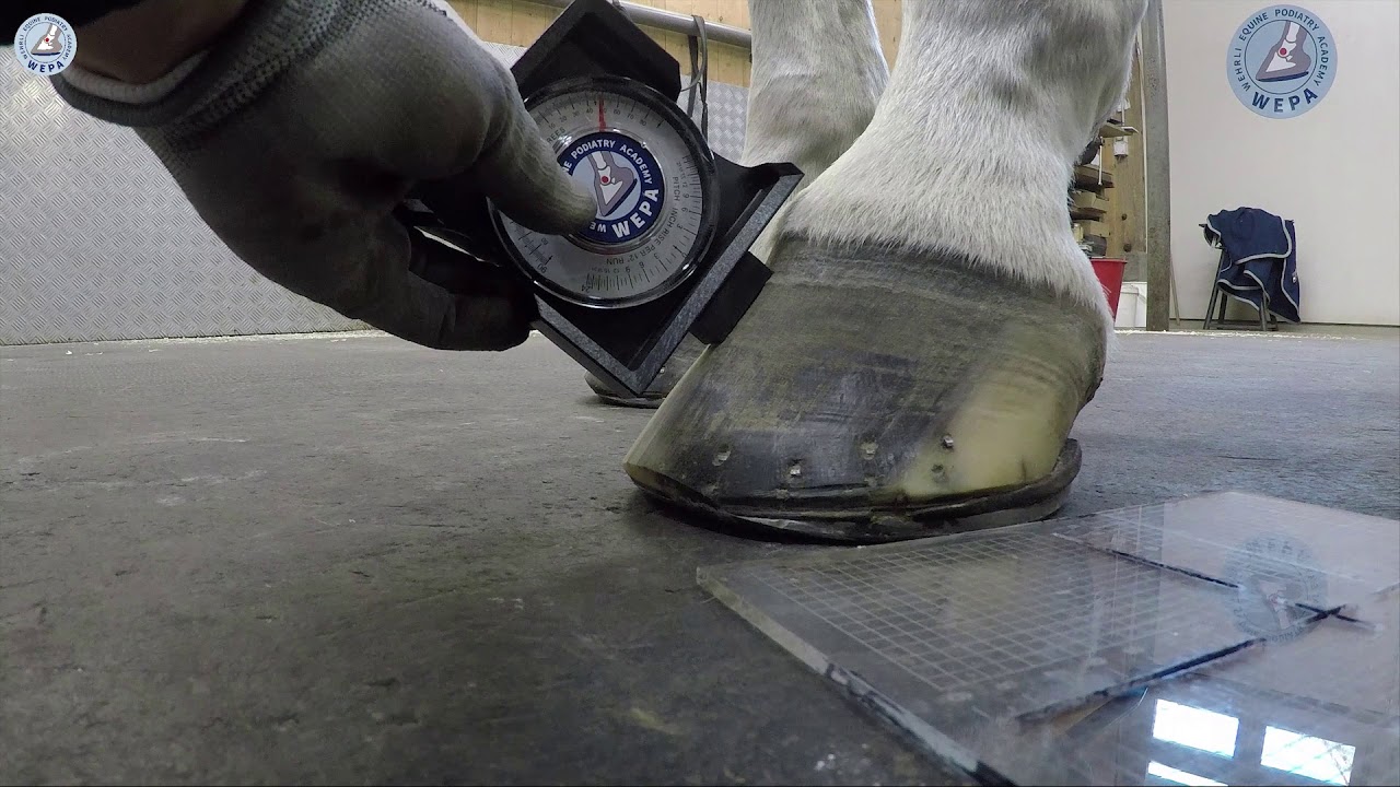 How to measure the angle of the hoof (WEPA Shoeing Instr. Pt. 4)