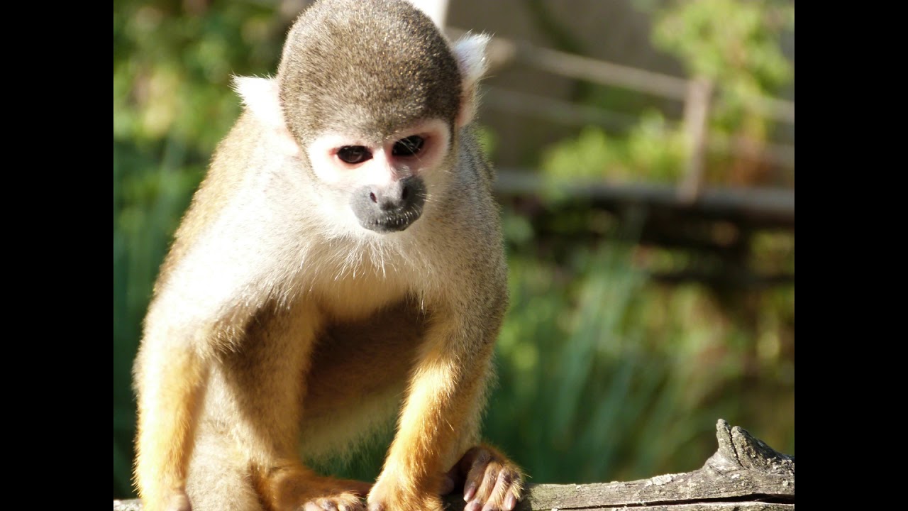 La vallée des singes ,les Saïmiris
