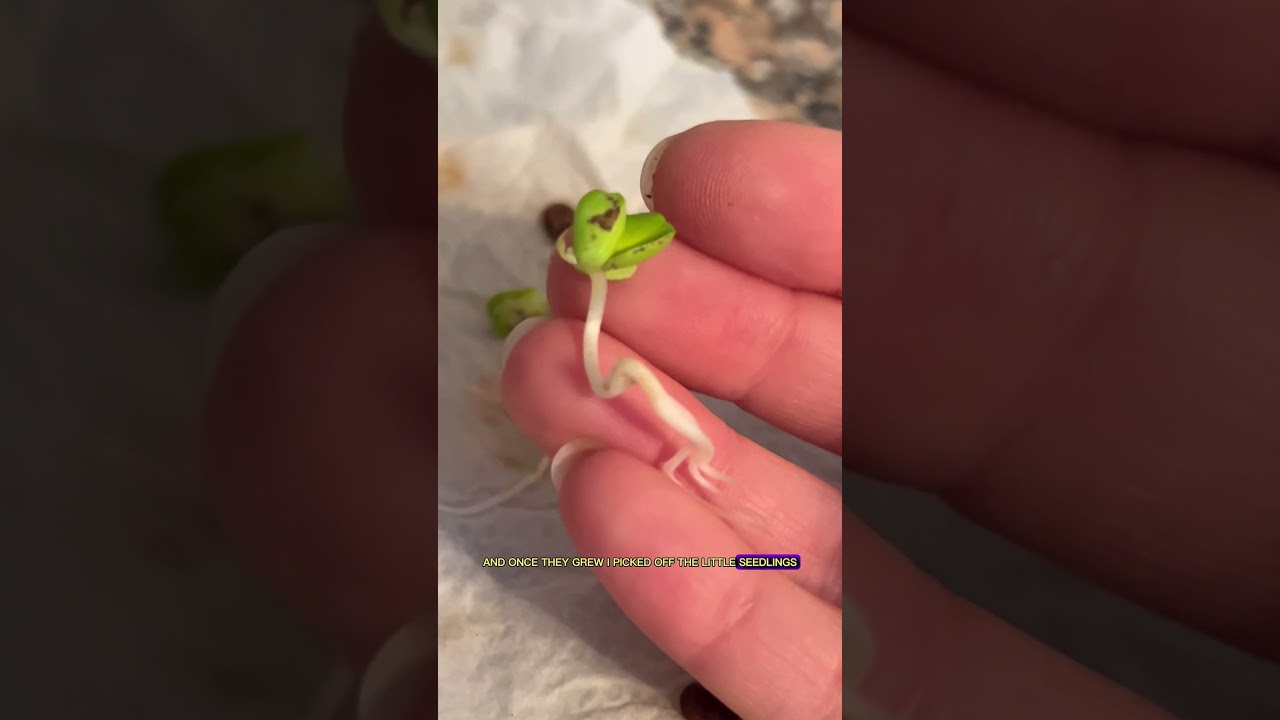 Don&rsquo;t throw out your apple seeds, grow a honeycrisp plant instead🍎🍏