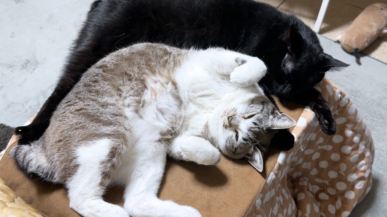 詰めが甘いが優しすぎる弟猫にぷくぅーとなったり癒されたりな姫猫です