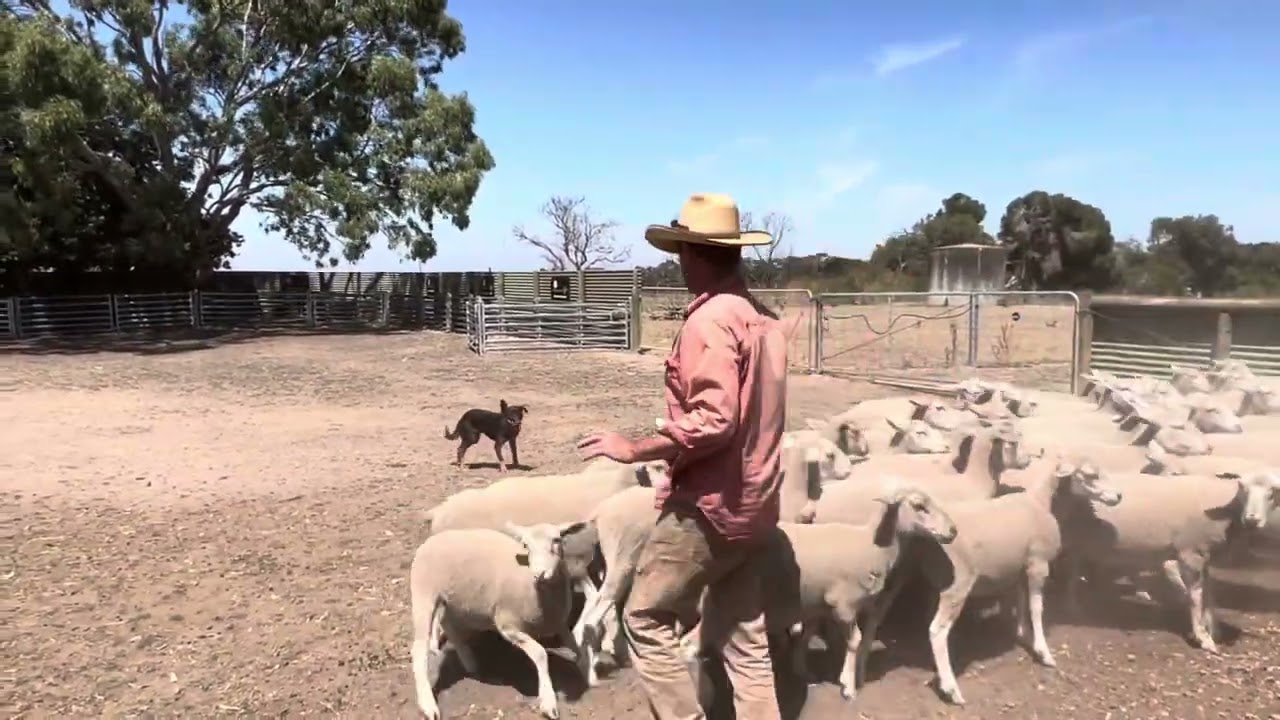 GOGETTA VERGE Lot 15 AuctionsPlus