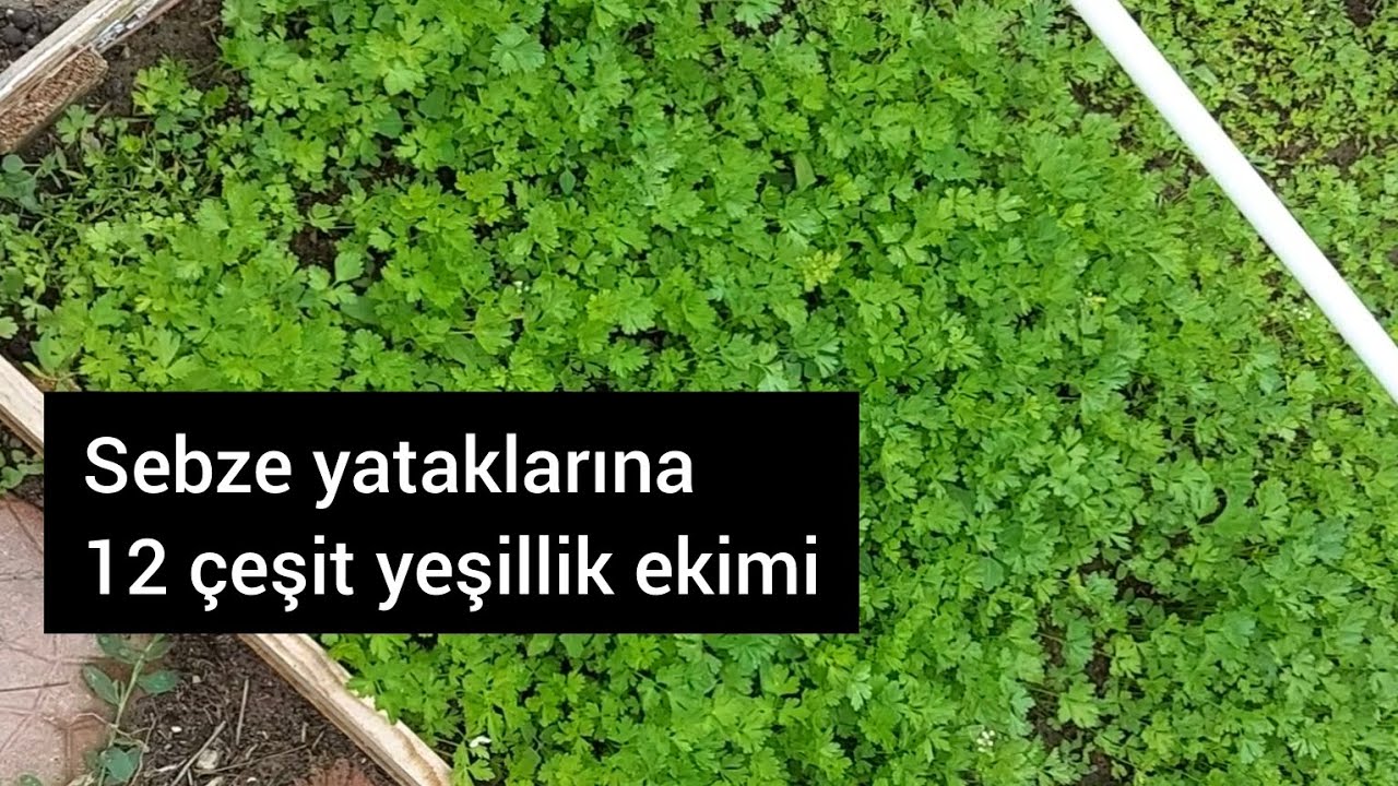 Sebze yataklarına yeşillik nasıl ekilir?#tarım #tarla #doga #&ccedil;ift&ccedil;i #organik #hobi #bah&ccedil;e #doğal
