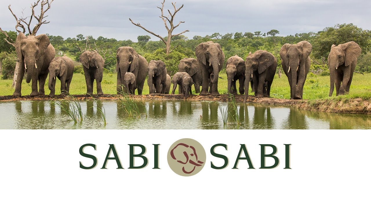 Sabi Sabi:  Yesterday, Today, Tomorrow