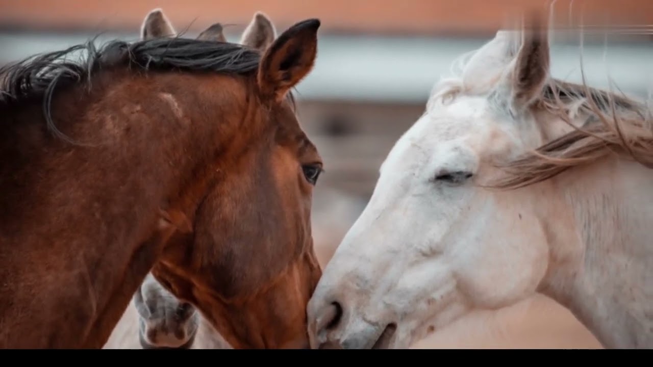 Mr. Sam and Blaze - An amazing story of Friendship