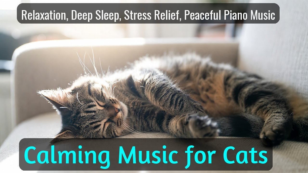 LIVE Cute Sleeping Cat Moments for Relaxing Time 🐱 | Season 87