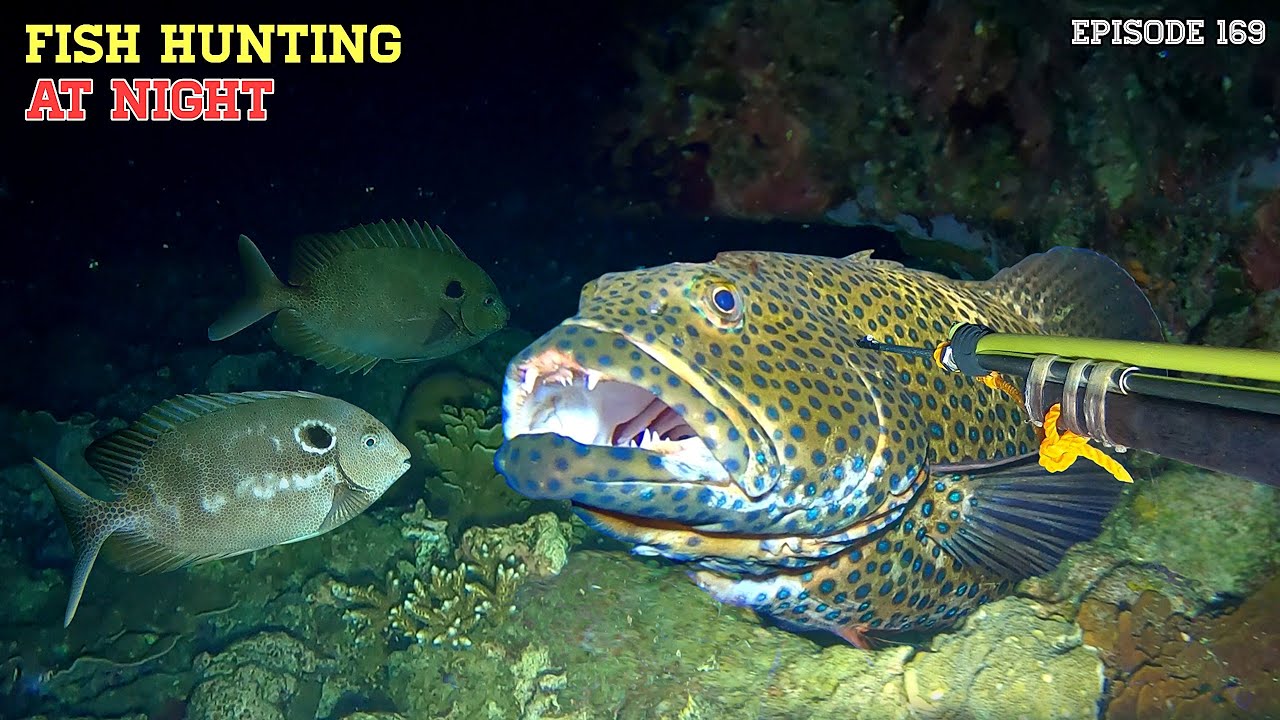EPS 169 NIGHT SPEARFISHING | FISH HUNTING AT NIGHT