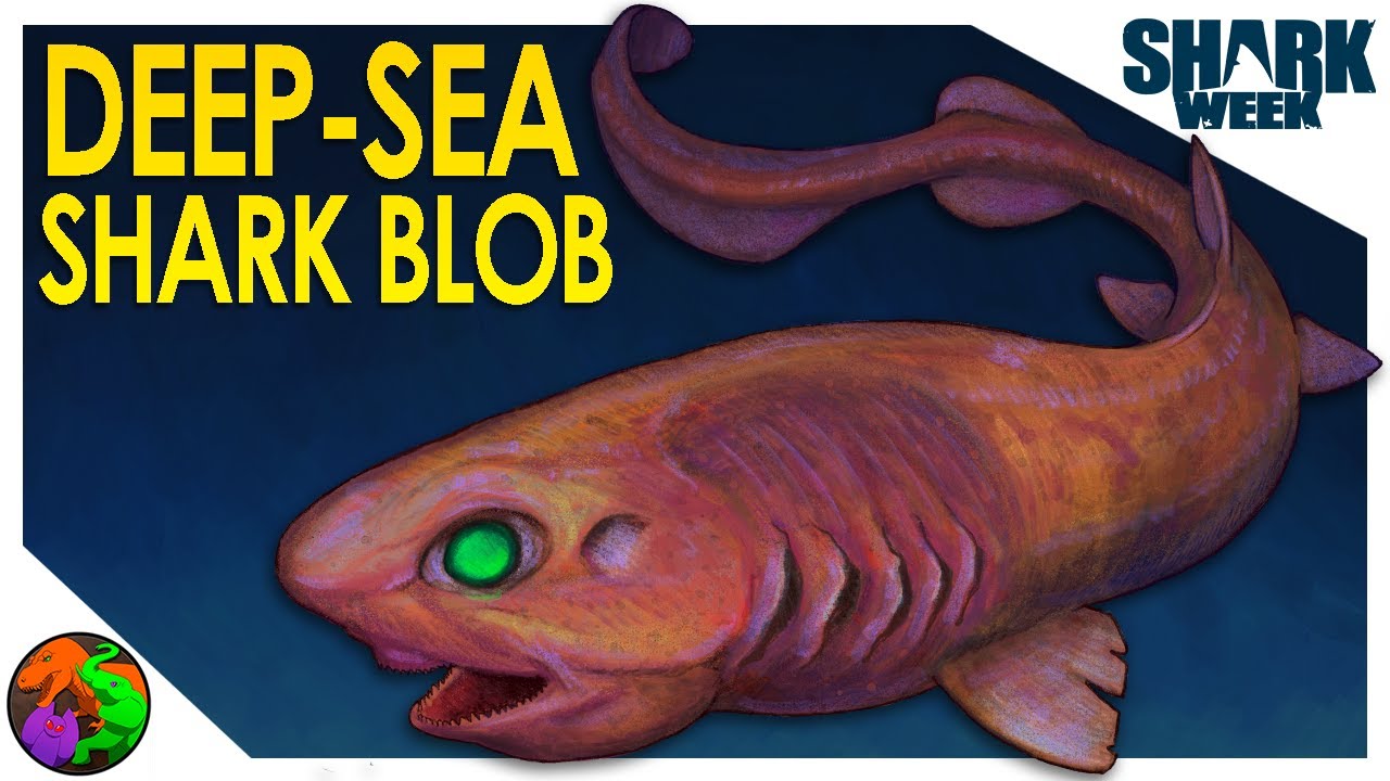 Most Bizarre Deep Sea Shark Blob | Lollipop Catshark