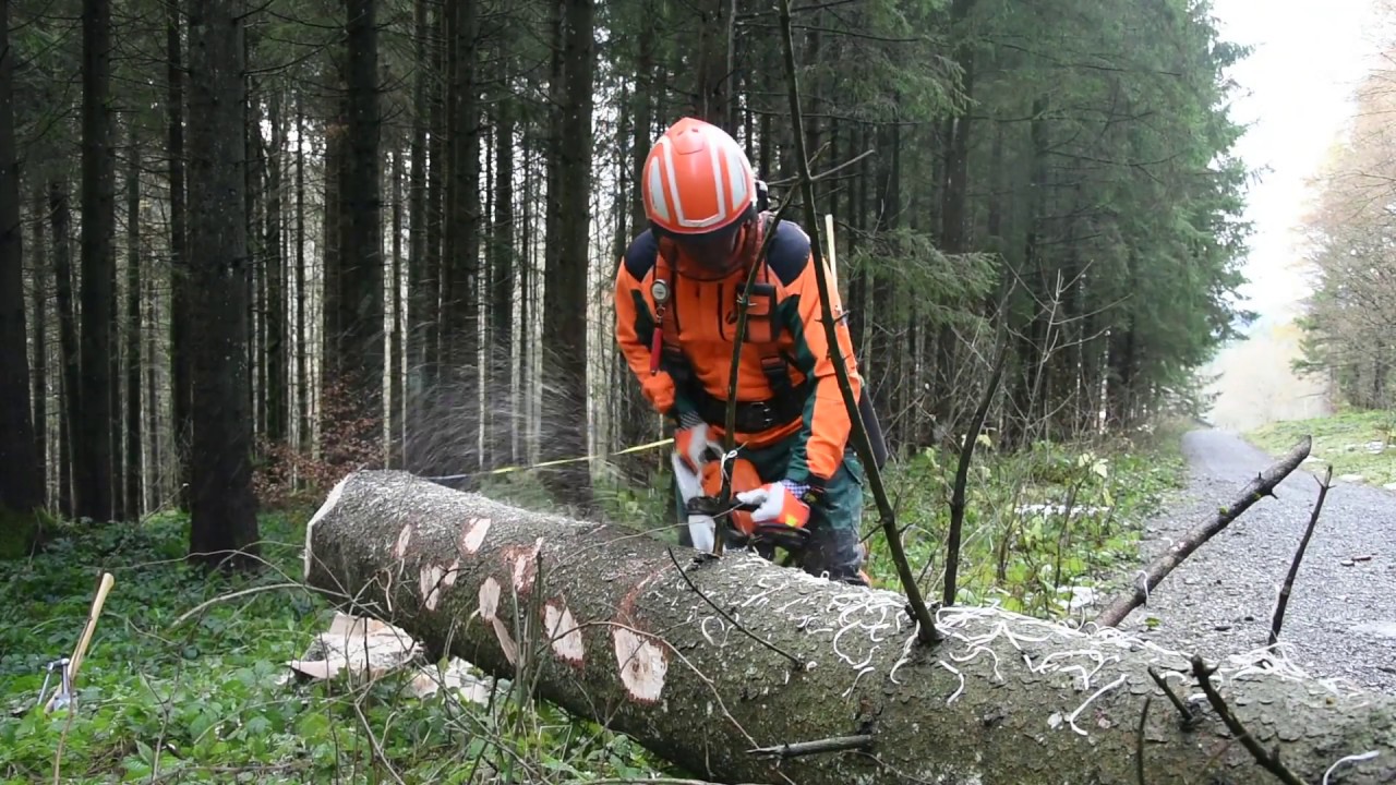 Baumfällen mit einem Holzfäller-Profi