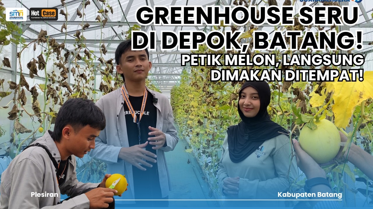 KREATIFITAS BUMDES DEPOK BATANG, GREENHOUSE PETIK MELON VIRAL!