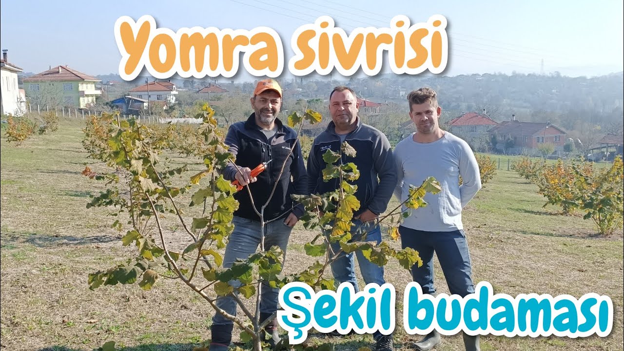 YOMRA SİVRİSİ ŞEKİL BUDAMASI