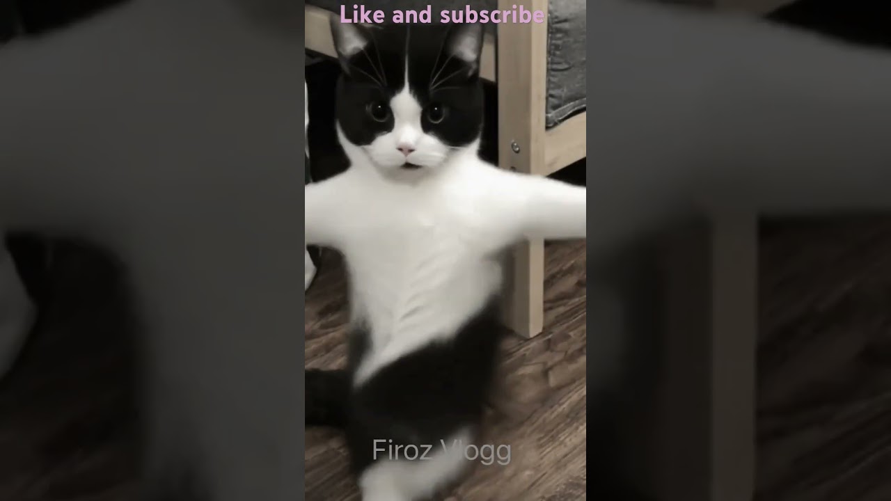 Fanny Cat Dancing #ytshorts #cat #funny #firoz #volgg#travelvlog