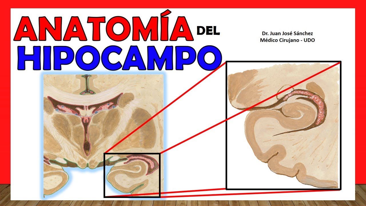 🥇 Anatom&iacute;a del HIPOCAMPO. &iexcl;Explicaci&oacute;n F&aacute;cil y Sencilla!