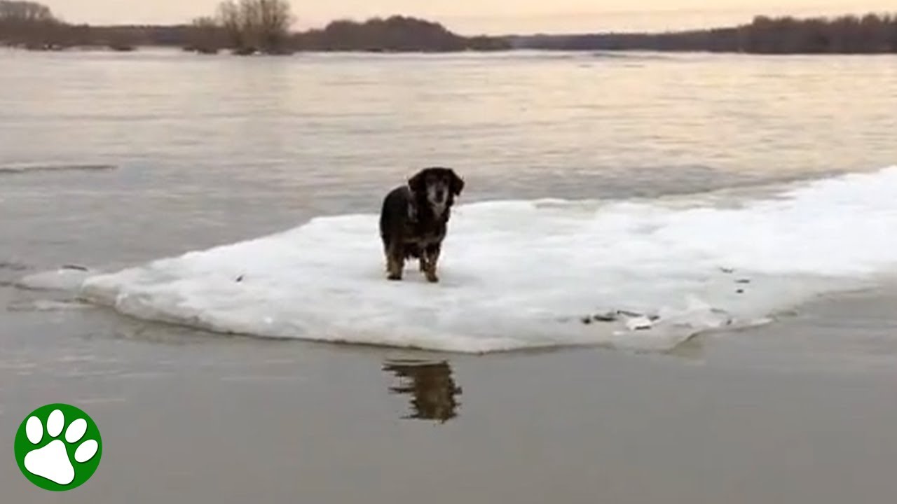 Dog stuck on sheet of ice