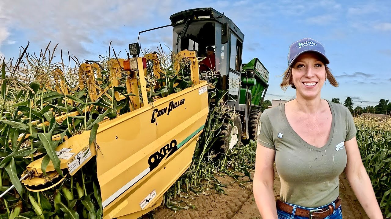 Sweet Corn Harvesting