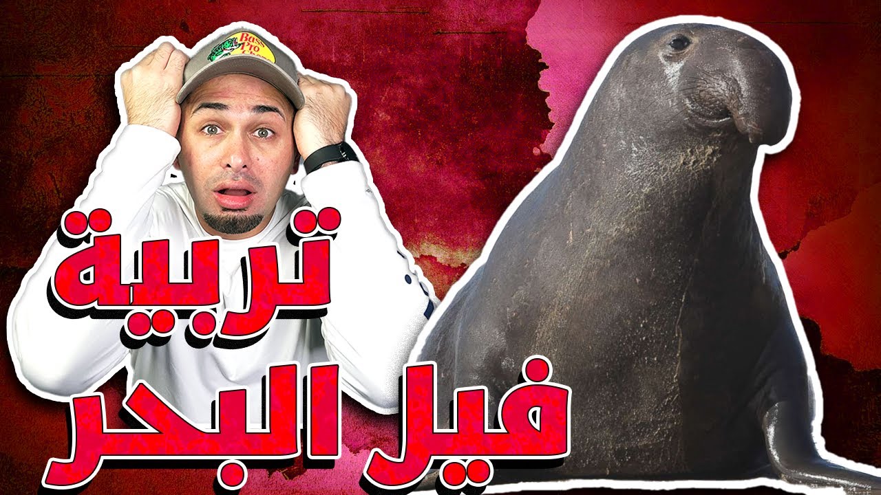 طريقة تربية فقمة الفيل وكل شي بتحتاجه للعناية فيه - Elephant Seal Care Routine