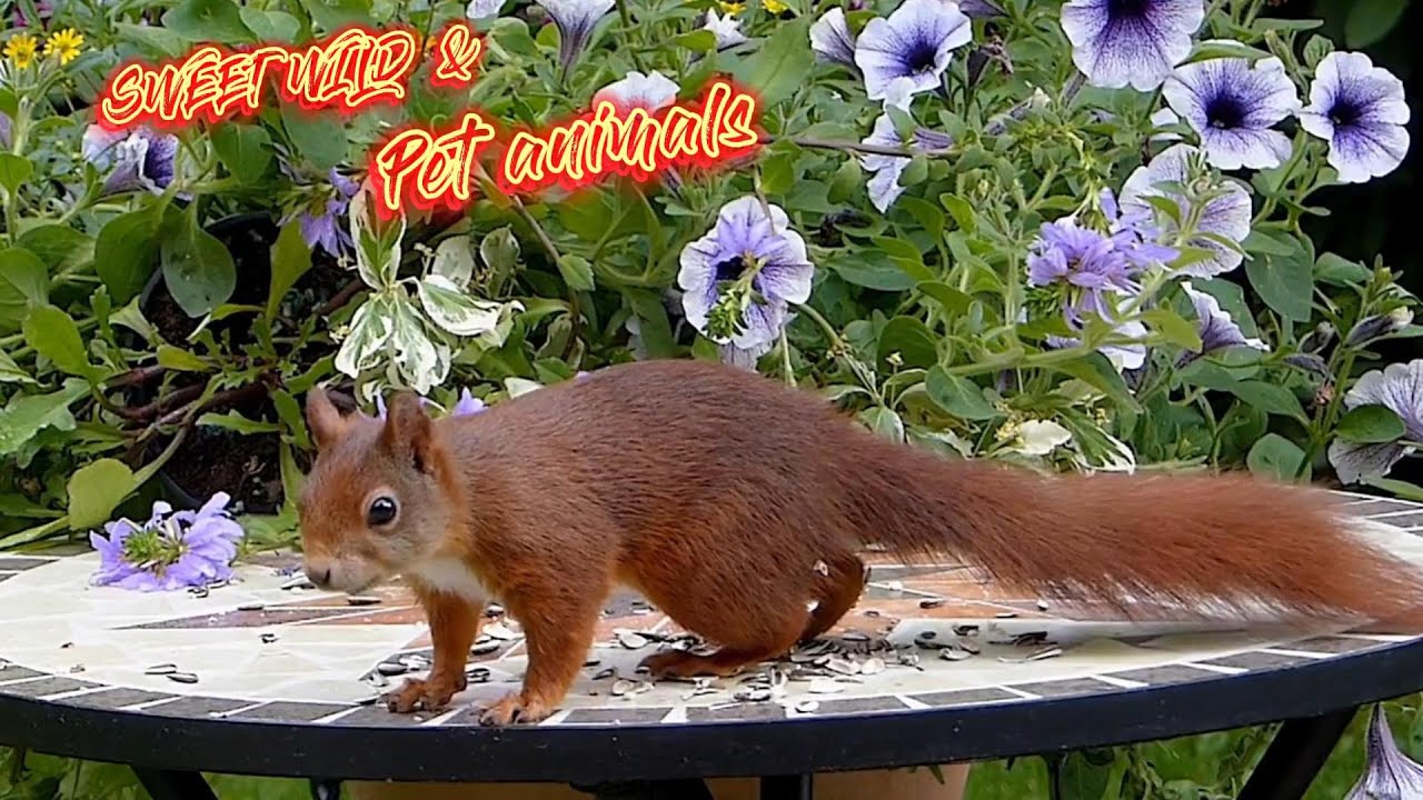 The Cutest Wild Squirrel Moments Caught on Camera!