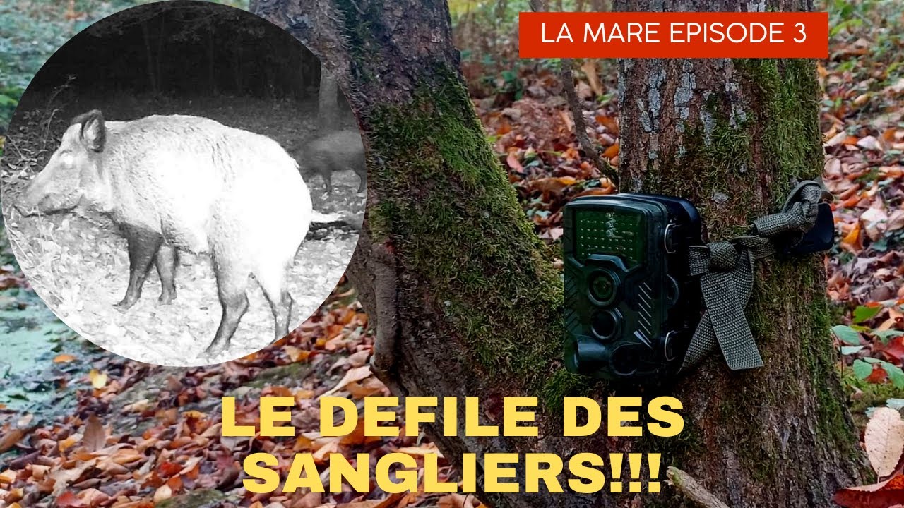 PIEGE PHOTO #3 : UN DEFILE DE SANGLIERS!!!!