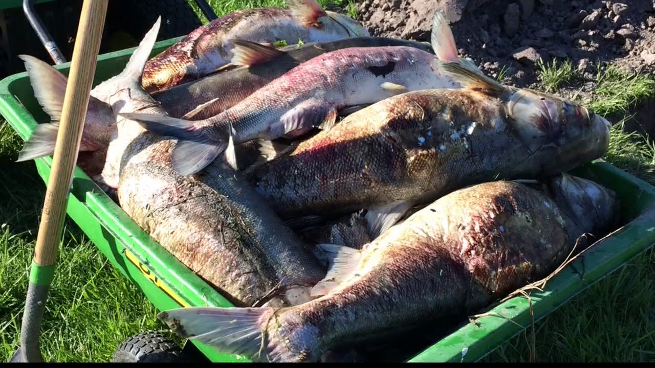 Thousands of dead fish wash up on lake