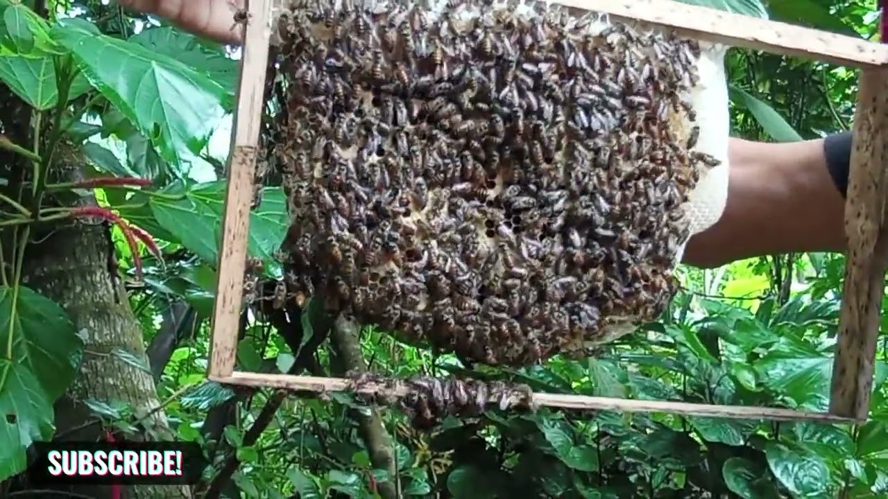 මී මැසි රැජින හොයන්න දන්නවද ? Do you know how to find the queen bee ?🆕🔱⚜