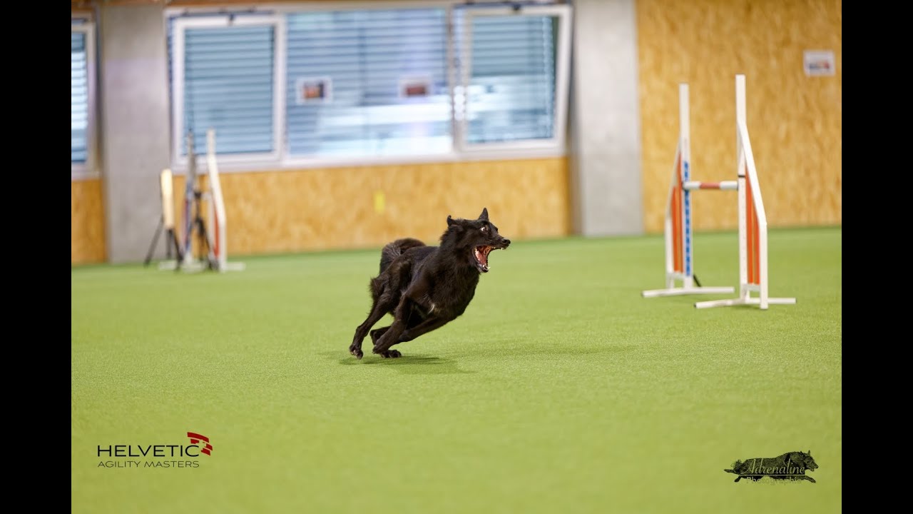 Zesty Folly .:. Distance work '23 [Agility]