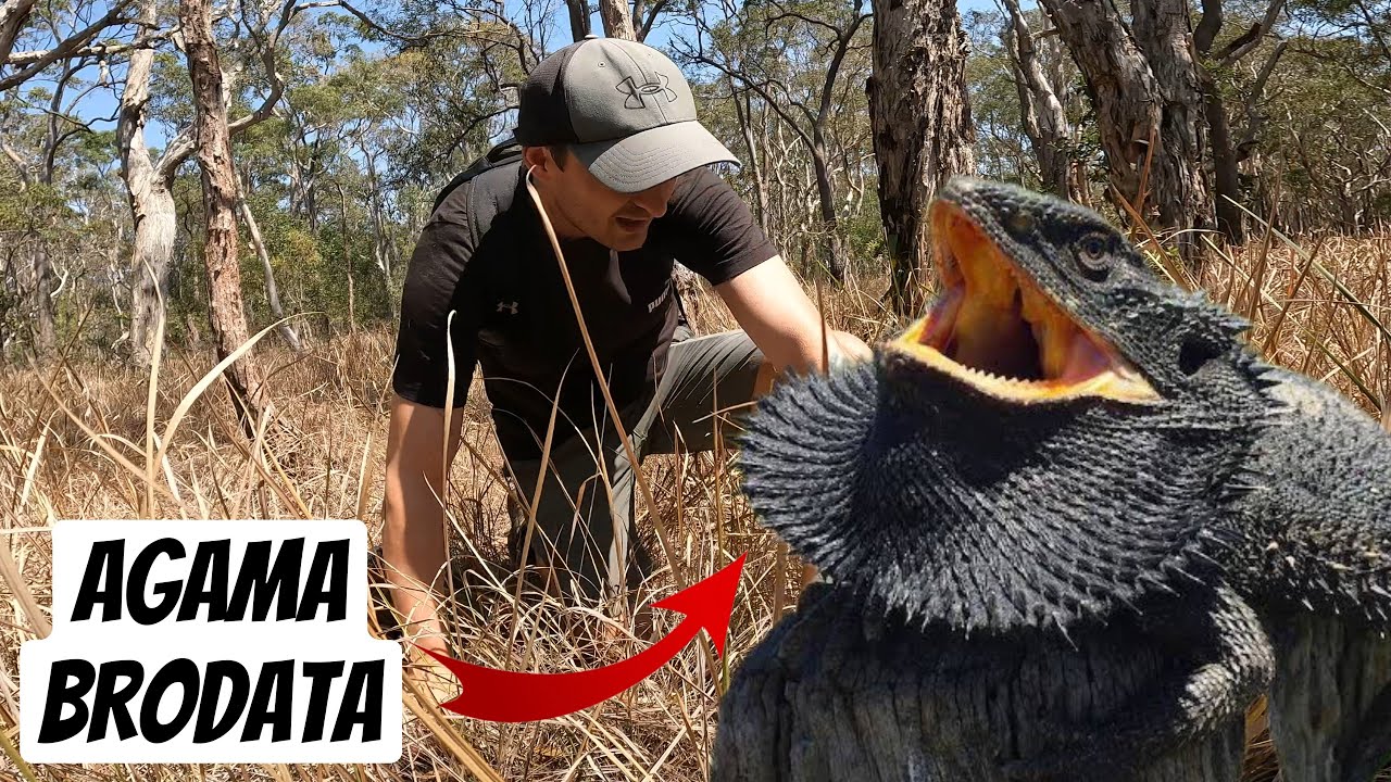 ZŁAPAŁEM WIELKA JASZCZURKĘ W BUSZU - AUSTRALIIJSKA AGAMA BRODATA
