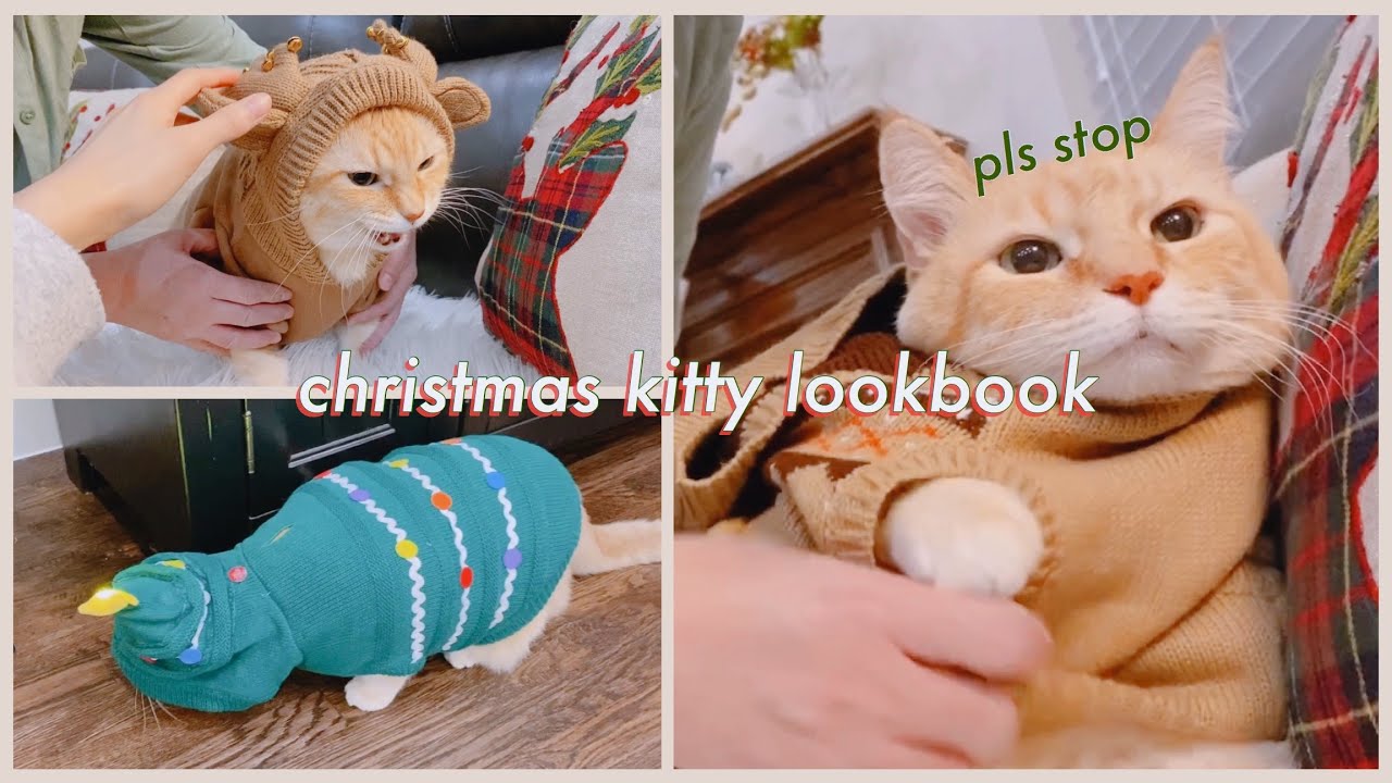 dressing my cat in christmas clothes: a christmas bowbie lookbook | december 2019