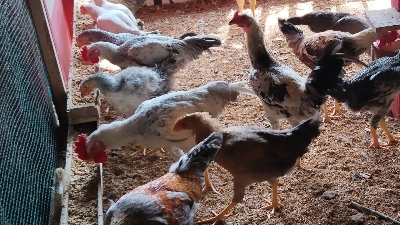 Ayam kub