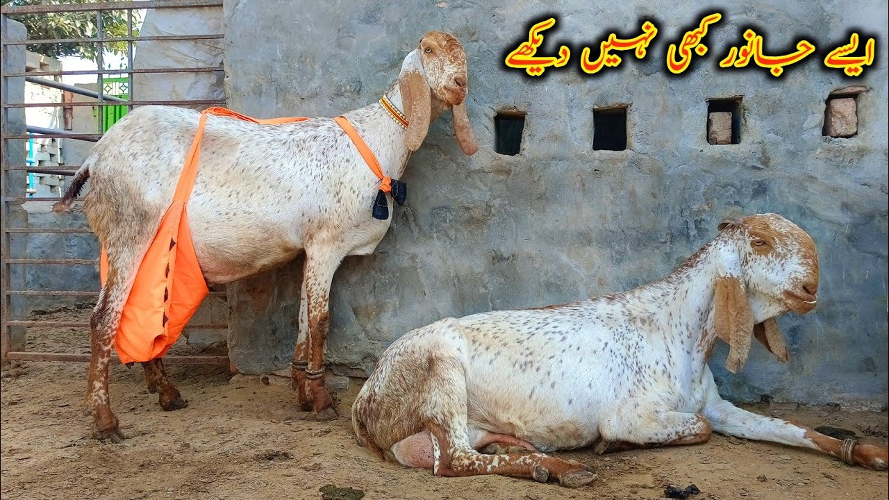 Top Line MAKHEE Cheena Beetal Goats Of UBAID Bhai - Modern Goat Farming 