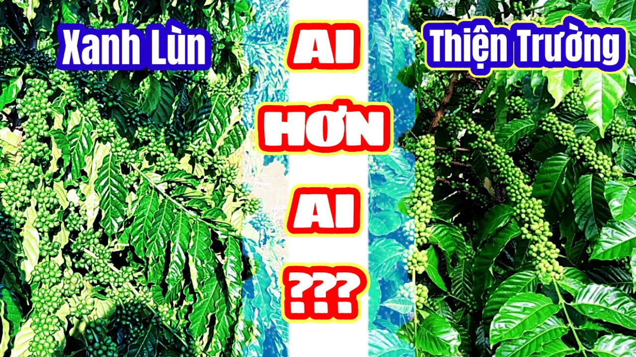 SO SÁNH 2 GIỐNG CÀ PHÊ THIỆN TRƯỜNG VÀ XANH LÙN 2021 - Cường Tây Nguyên