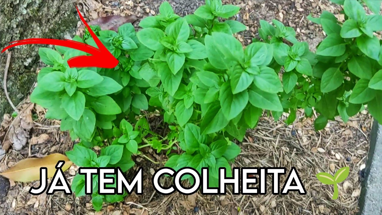 HORTA DO ZERO – Já Colhemos Folhas de Alho e Agora Tem MANJERICÃO -  SEMANA 3 🌱