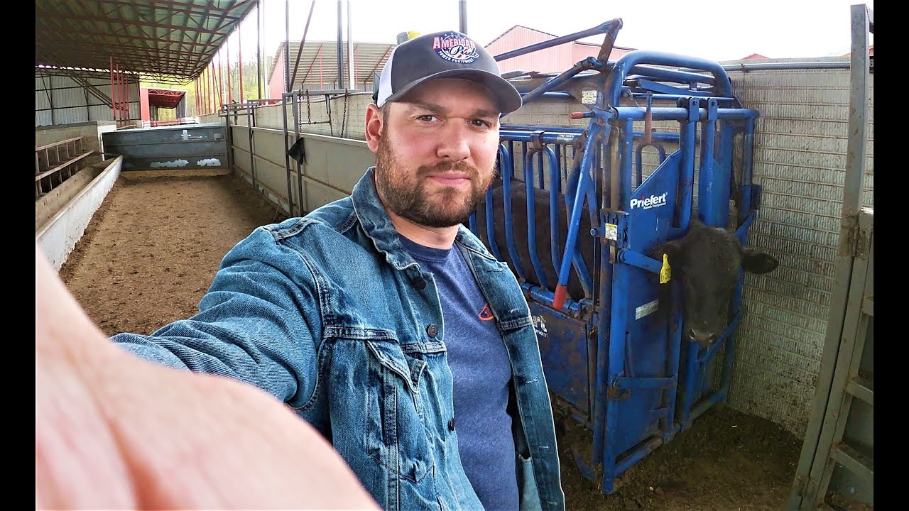 Working Cattle 2nd Round of vaccines and Implanting