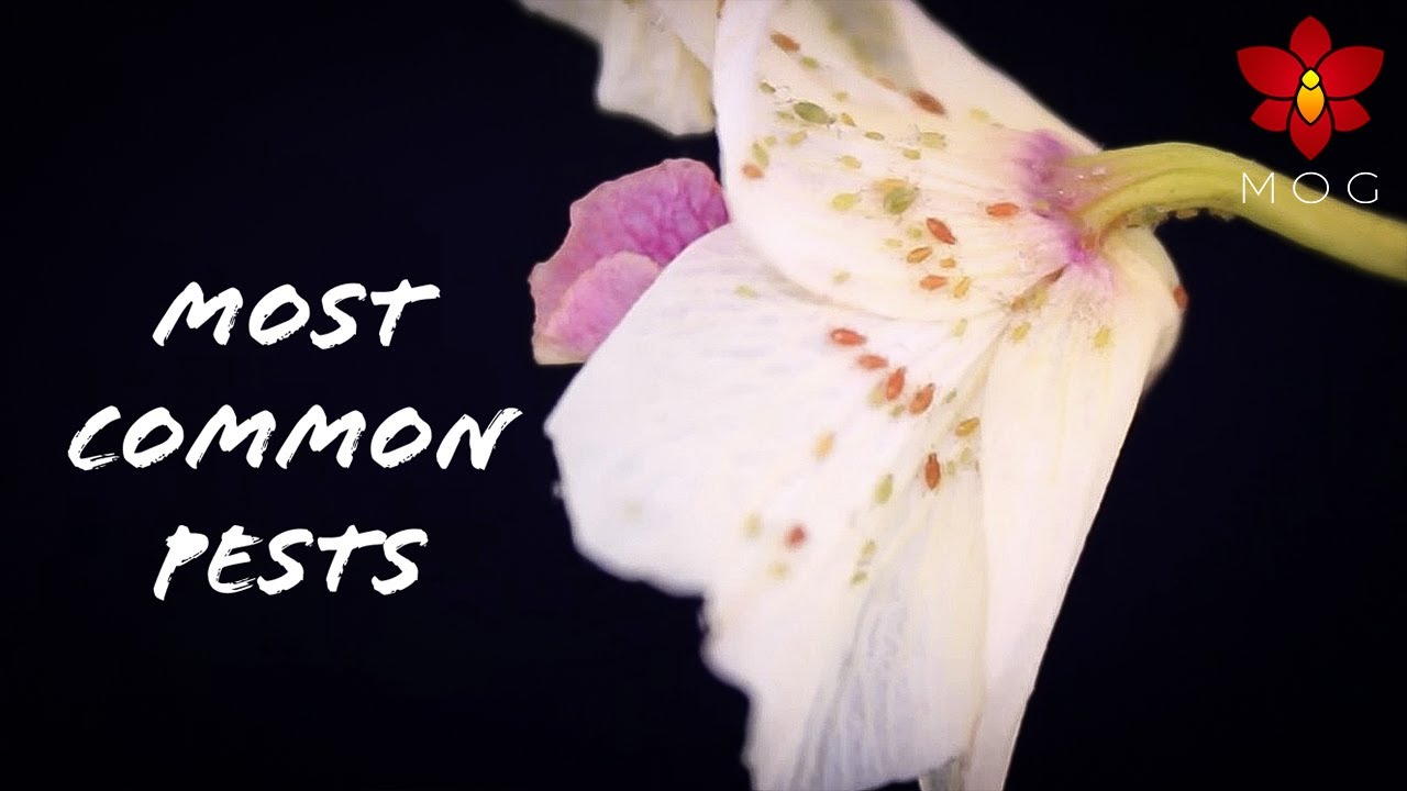 Most common Orchid Pests you'll encounter & How to deal with them! 🐞 | Orchid Care for Beginners