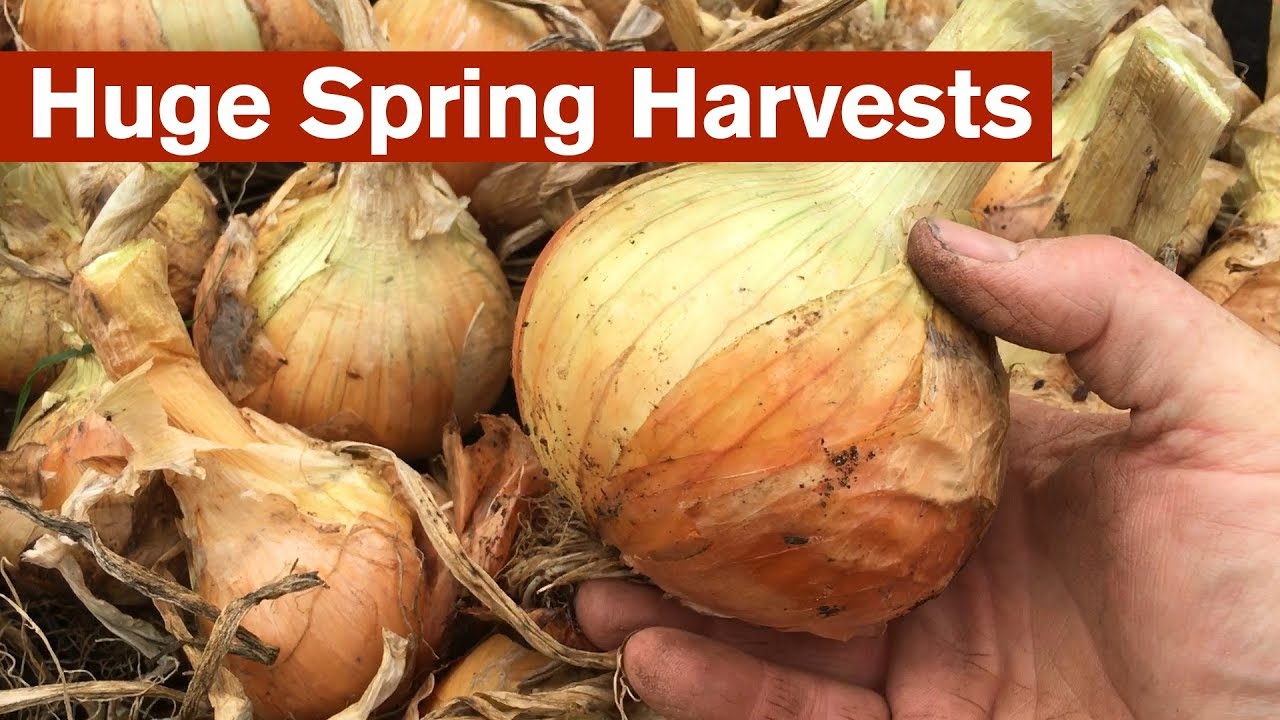 Huge Spring Harvests from the Polytunnel Garden