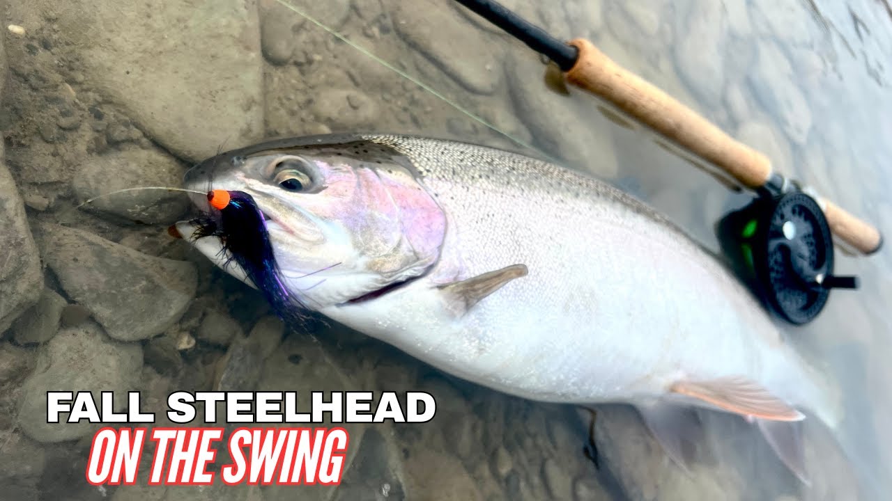 THIS COULD BE BAD FOR STEELHEAD ALLEY!