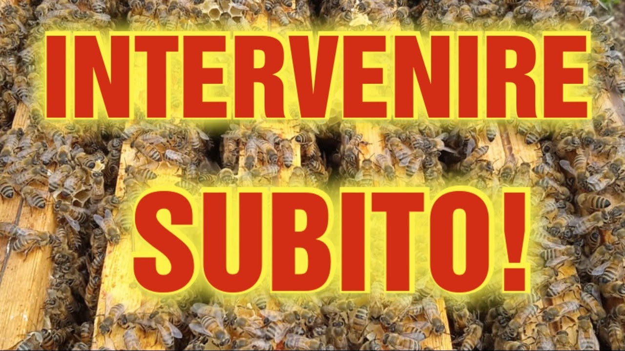Apicoltura CD: Spruzzato ripetuto per arrivare al tampone estivo. Devo intervenire subito!
