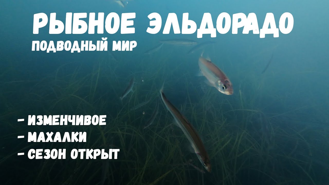 КАК КЛЮЕТ КОРЮШКА на БЛЕСНА ?