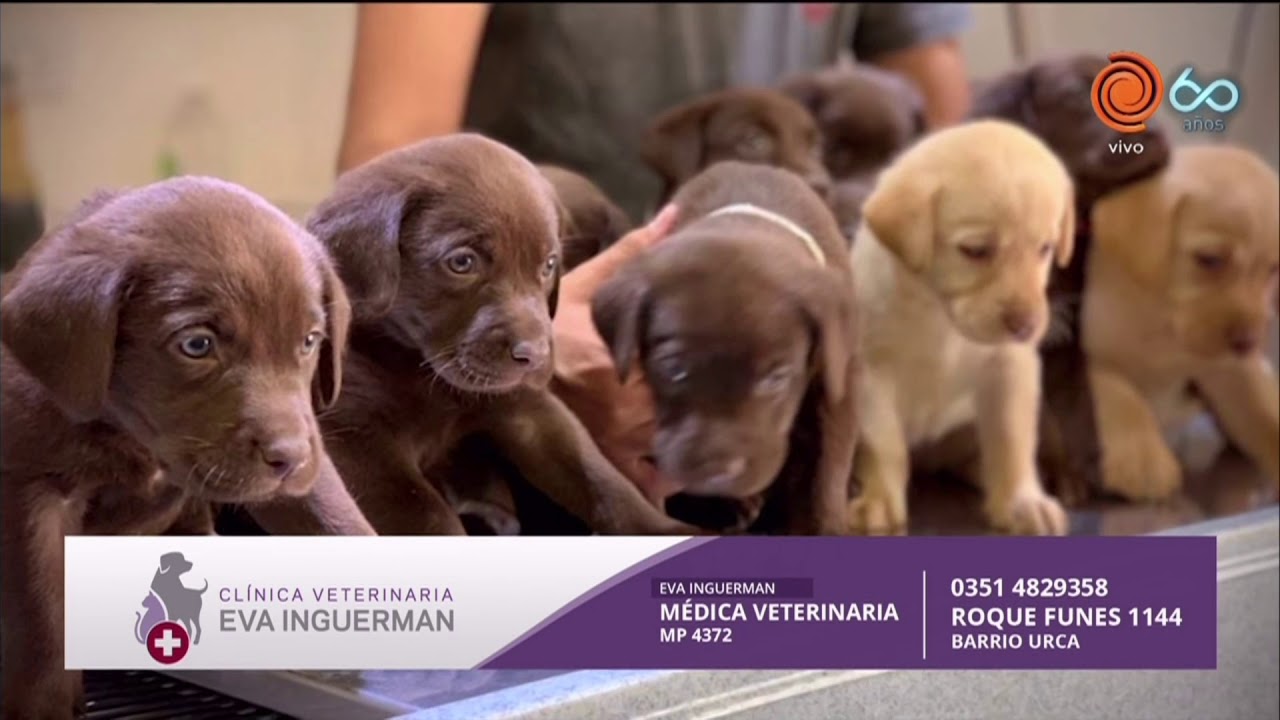 Botulismo en mascotas