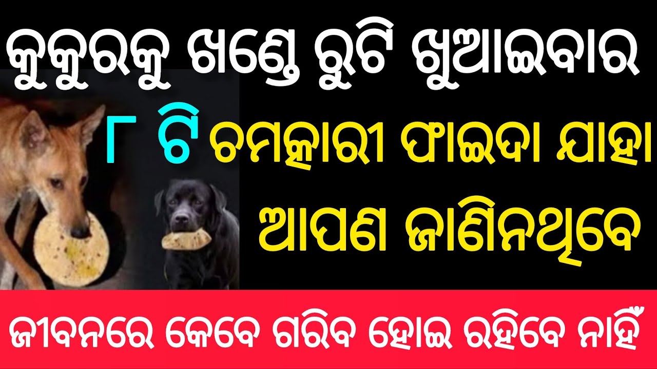 କୁକୁରକୁ ଖଣ୍ଡେ ରୁଟି ଖୁଆଇବା ଦ୍ୱାରା କେଉଁ ପ୍ରକାର ଚମତ୍କାରୀ ଫଳ ମିଳିଥାଏ?#କୁକୁରକୁରୁଟି #odia #viral#odiagyan 