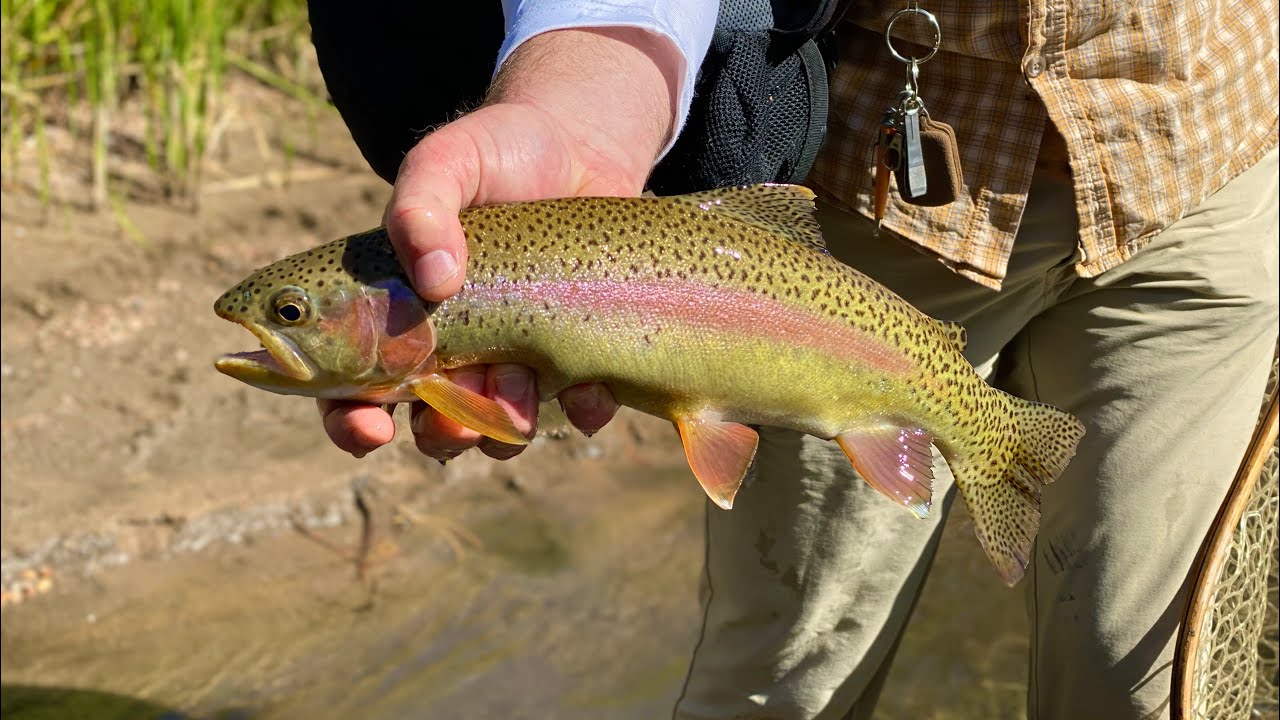The Canyon that Time Forgot (Fly Fishing Colorado)4K
