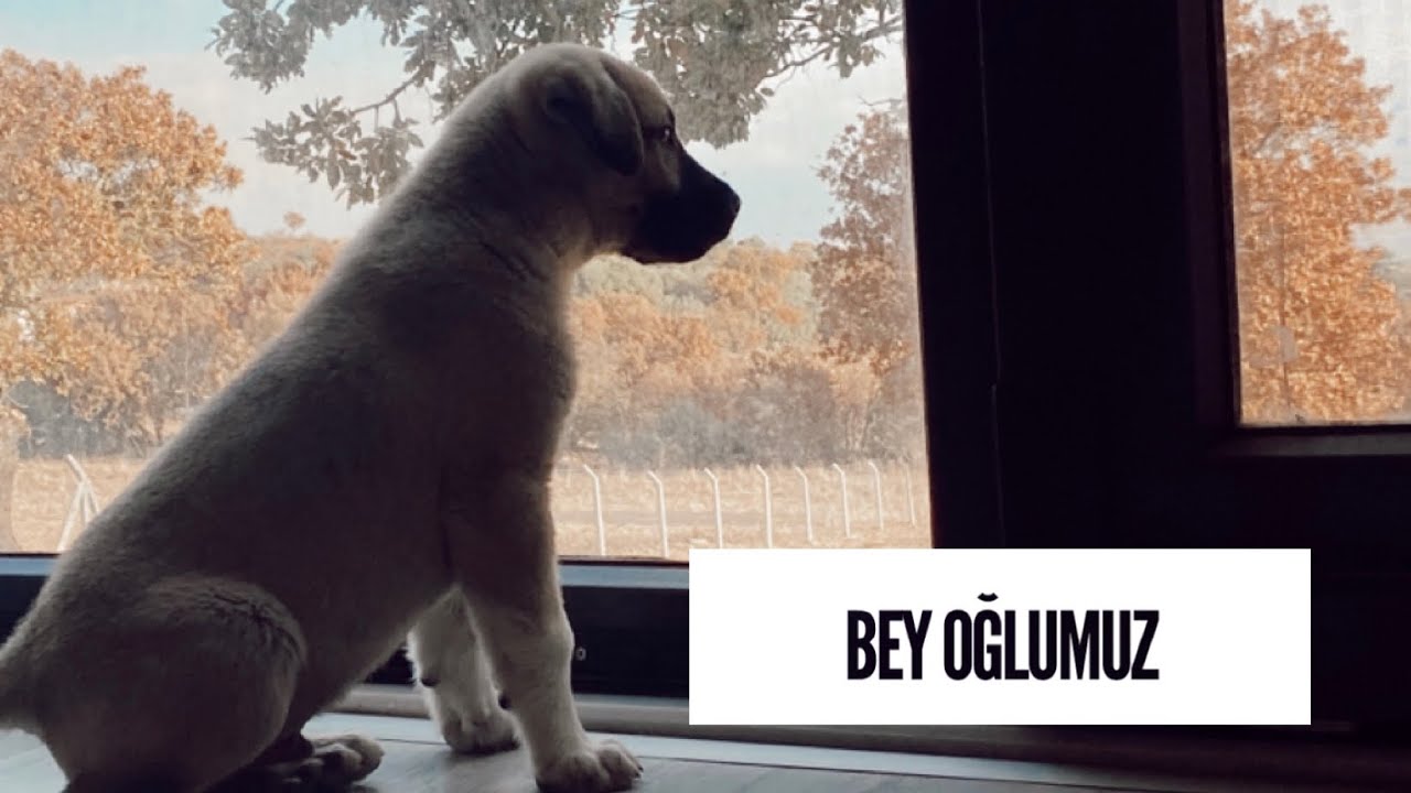 #kangal#malaklı#çiftlikhayatı#köyegoc#kucukbas   Ailemizin yeni üyesi Bey | Satin alma sahiplen!