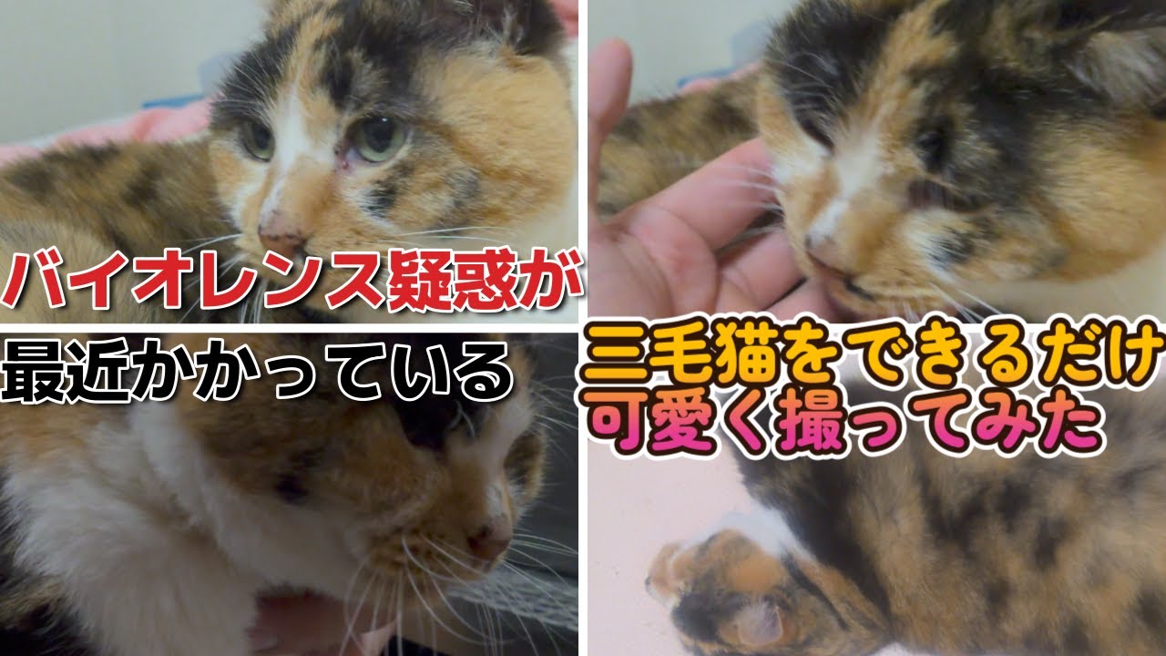 当チャンネルでは暴力疑惑のかかっている三毛猫をできるだけ可愛く撮ってみた