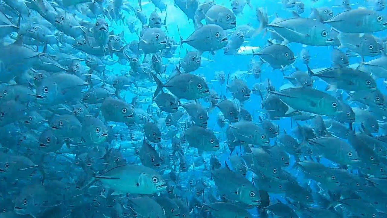 Scuba diving Sipadan