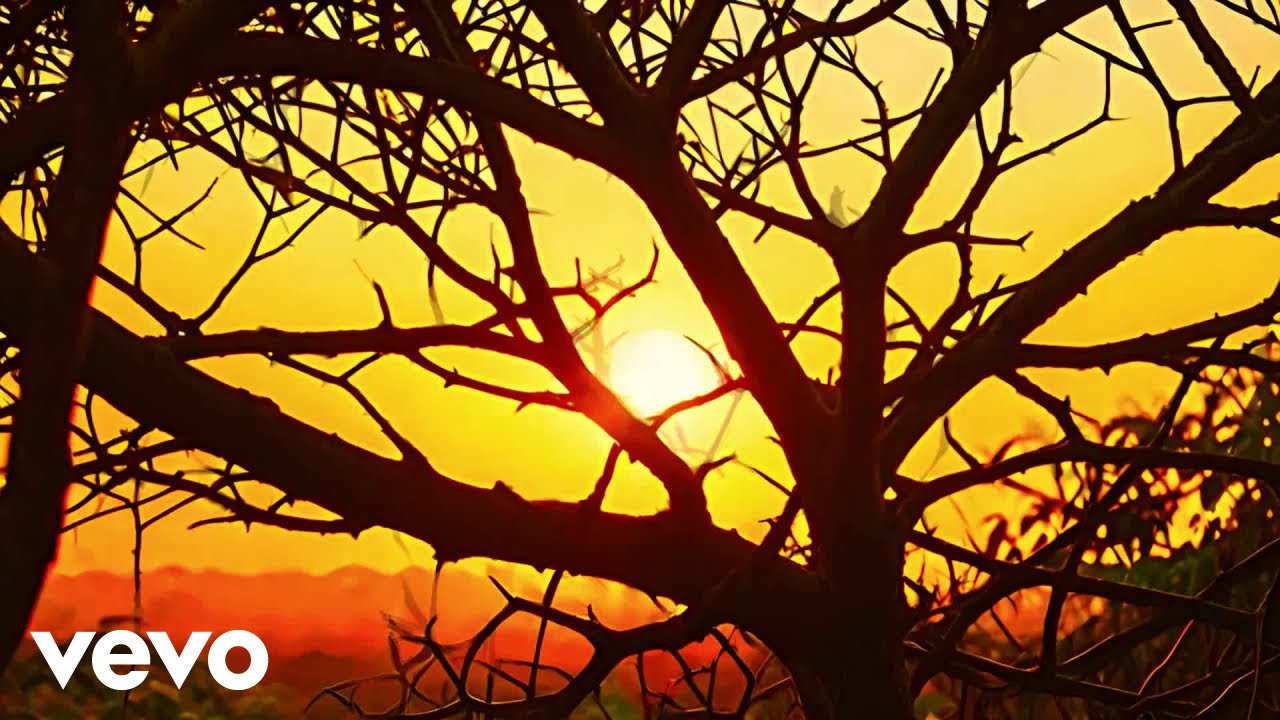 Radio Oumuamua - The Thorn Tree (feat. The New Exotics) (Official Music Video) ft. The New Exotics