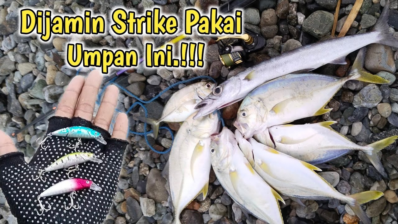 Umpan Minow Paling Amis Untuk Casting GT Pinggiran
