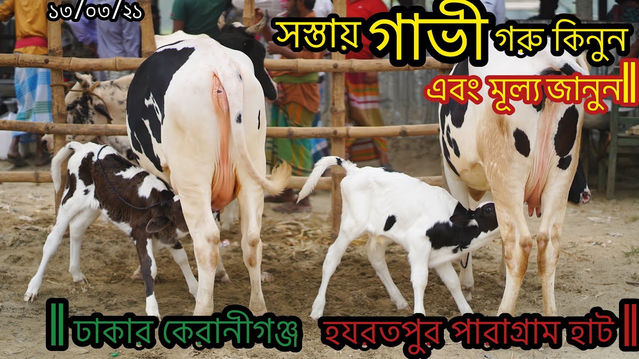 49- ঢাকার কেরানীগঞ্জ হযরতপুর পারাগ্রাম হাটে গাভী গরুর মূল্য জানুন|Hazratpur paragram gorur haat 2021