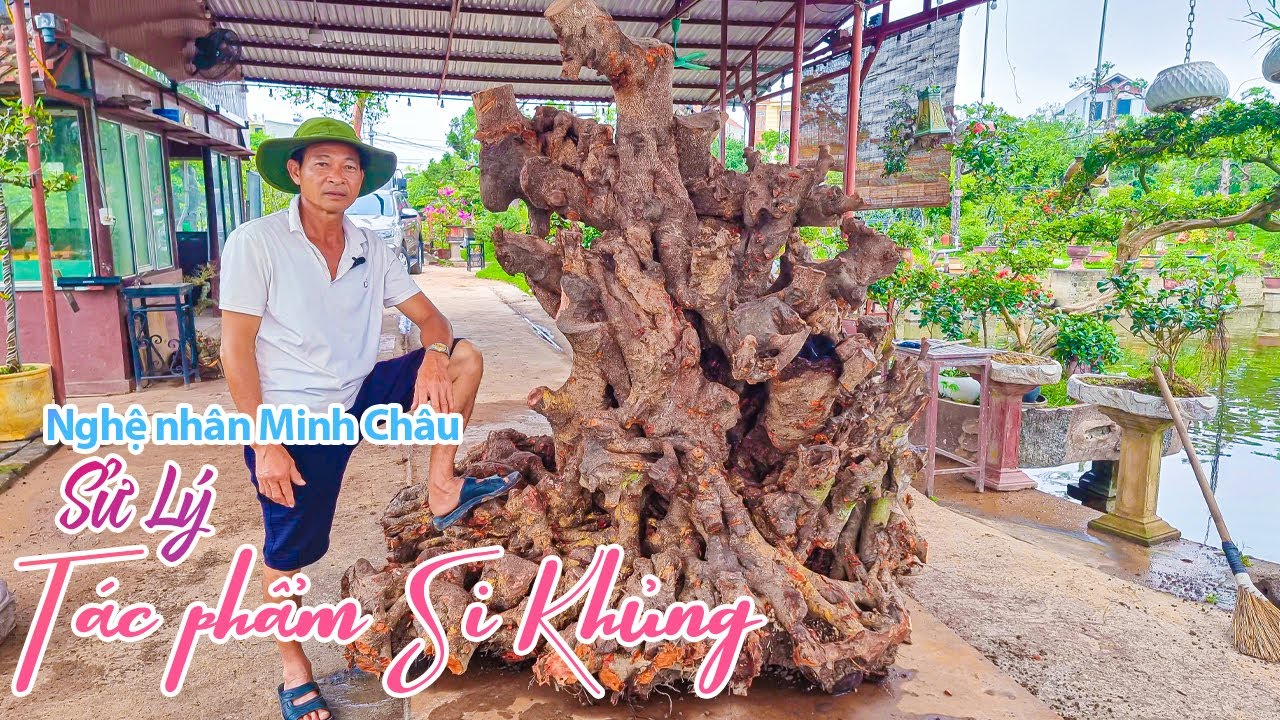 Nghệ Nhân Minh Châu Tạo Tác Cây Si Búp Hồng Khủng | BSCG 80