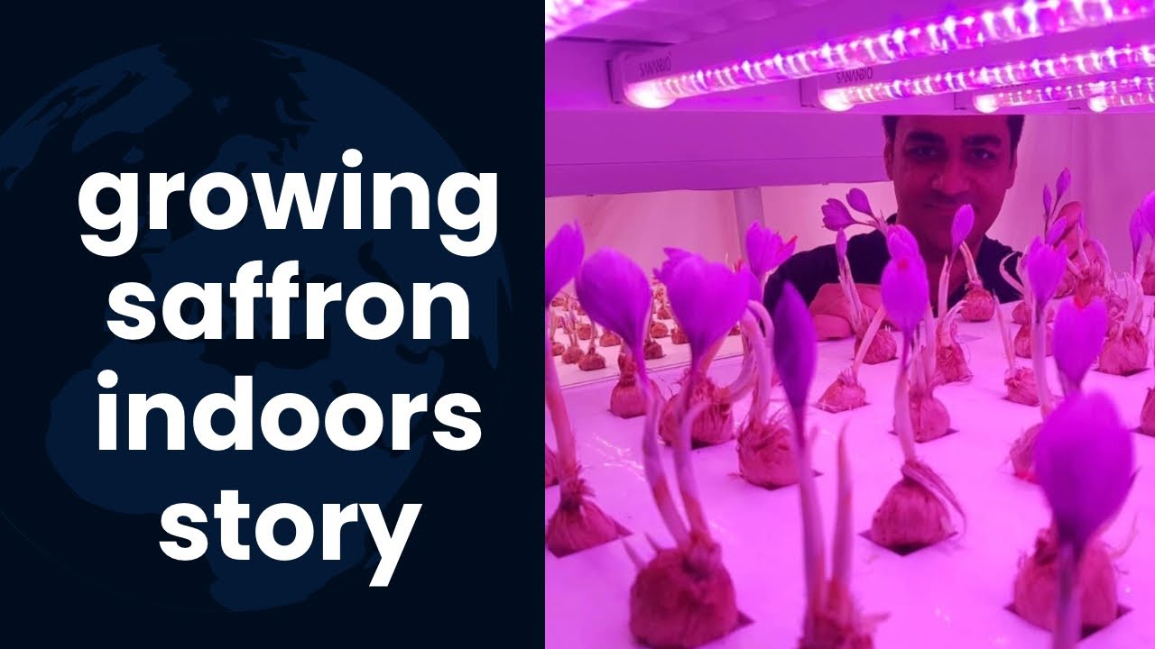 The story of growing saffron indoors!